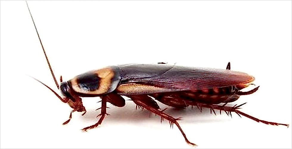 DOĞU HAMAMBÖCEĞİ (Blatta orientalis) Bursa Hamam Böceği İlaçlama:   ...