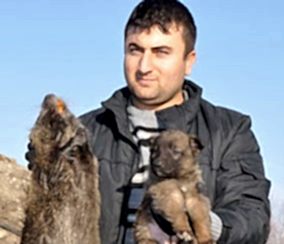 Köpekten Büyük Fare!...