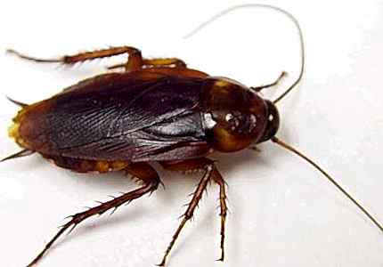 Bursa İlaçlama Firmaları Hamam Böceği İle Mücadele...