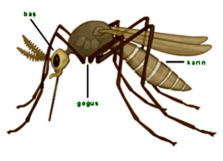 ZİKA VİRÜSÜ NEDİR? ...